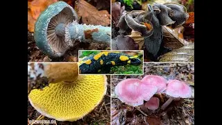 Pilze im Oktober | 24.10.2020 | Im Wald der Feuersalamander | Herbsttrompeten, Gallertk&auml;ppchen, unvm