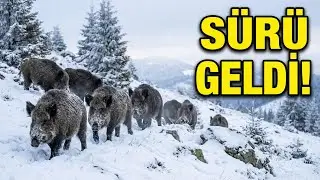 Köy Yaşamı Domuz sürüleri Heryerde,Nehirler akıyor,bu kış biter mi