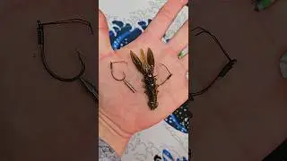 Neko Rigging the New X Zone Scented Stealth Craw 2.5