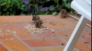Waldmaus-Familie