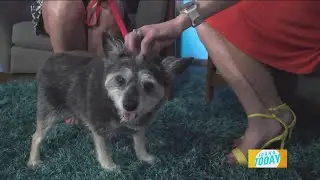 Idaho Today: This week's adoptable pet with the Idaho Humane Society