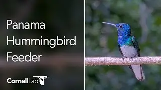 Panama Hummingbird Feeder Cam at Canopy Tower | Cornell Lab