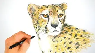How to Draw a Cheetah with Colored Pencils | Realistic Animal Drawing | DRAWPEDIA 드로우피디아