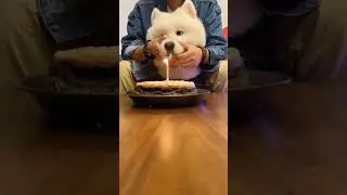 puppy dog birthday || Aw Pets