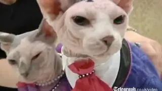 Cats dress up for New York show