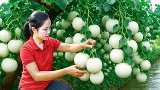 Harvesting Sweet Honeydew Melon &mdash; Vines Loaded with Round Fruit!