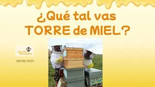 ¿QUÉ TAL VAS TORRE DE MIEL?