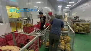 Thailand durian cold storage, operation workshop display