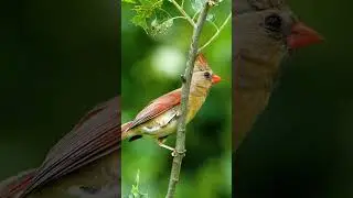 spero voice #spero #voice #shorts #bird #voice #naturebirdsounds #bird