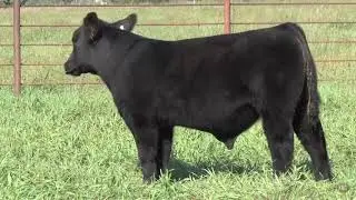 Goeken Show Cattle Tag 840