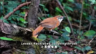 Lesser Necklaced Laughingthrush