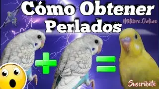 Conseguir Periquitos Perlados  🦜 Como Trabajar La Mutación