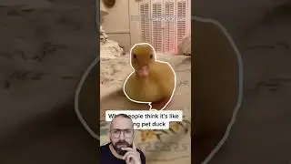 duck #cute #funny #reaction