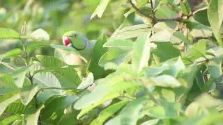 Baby Animals 🔴 Funny Parrots and Cute Birds Compilation (2021) Loros Adorables Recopilaci&oacute;n #1