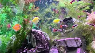 Relaxing Aquarium 4K 🐠 Colorful Fish | Acuario Relajante en 4K para Dormir, Meditar y Relajarse