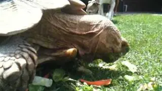 Bubba stop eating the turtle food!