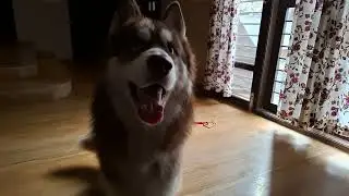 Sky 9th months old husky training #shortvideo #viralvideo #video #reels #video #youtube #love #cute 