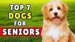 7 Dog Breeds Seniors Should Actually Pick! (Watch Before Choosing)