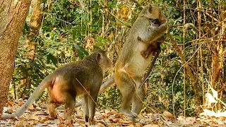 Aron Steal Anissa In Front Of Anna Make Mother Monkey Anna Sad | She Try Take Her Baby Back