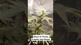 #homegrown #420 #gardening #grow  #spiderfamer #SF2000pro #spiderfarmerled  3rd week of flower