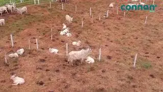 Connan na DINAPEC 2019