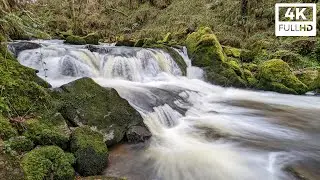 A Winter Woodland Walk at Golitha Falls - 4K Video