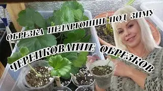 ✂️ WORKING WITH PELARGONIUM: PRUNING, CUTTINGS