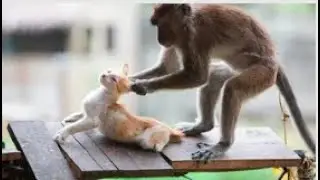 Funniest Monkey Annoying Cat