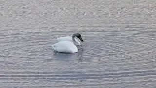 Whooper Swans feeding