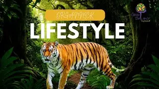 2024 Sugar Detox Group Coaching Intro