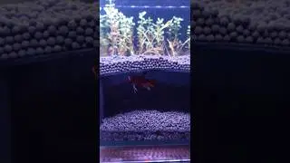 Aquarium under gravel cave setup | aquarium cave planted tank | Galaxy Betta fish tank