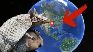 Giant Freak Armadillo on Google Maps!
