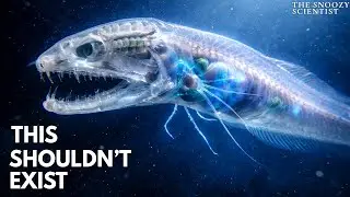 Why Life Becomes Transparent the Deeper You Go
