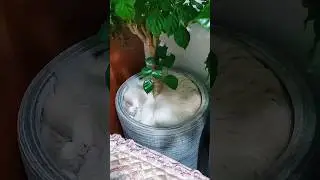 Котэ в плошке 😀🐈 #кот #животные #котэ #смешно #сон #цветы #animals #cat #funny #pets #shorts