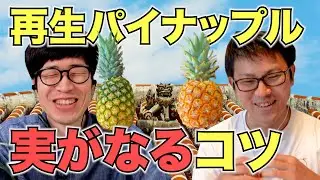 【再生野菜】パイナップルを再生栽培で実をならせるコツと注意点をけんゆーさんに聞いてみた（前半）【リボベジ】