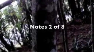Unicorn Slender man Spoof