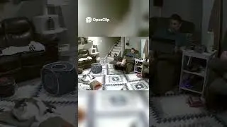 Crazy Cat Chaos Home Sweet Home #animals #funnymoments