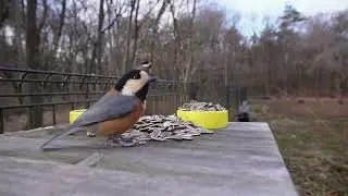 Wide-angle close birds at the feeder | Great tit & Varied tit