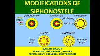 Modifications of Siphonostele and Evolution of stelar system in pteridophytes by Sanju Balot.