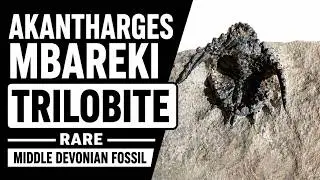Akantharges mbareki Trilobite &ndash; Rare Middle Devonian Fossil