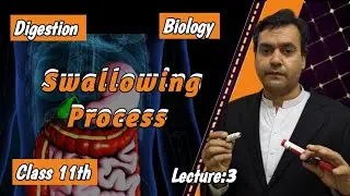 Swallowing Process || By Dr Mushtaq Pashto Lectures || Class 11 || Biology