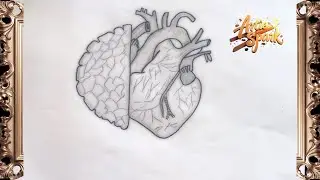 Pencil Drawing of Heart and Brain | Creative Concept Art