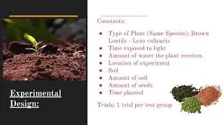 Can plants learn? - Phototropism (AP Biology Project)
