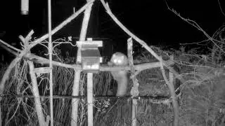 Pine Marten visiting their beloved Feeding Station.