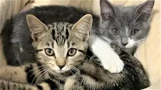 The little kittens were shy and scared at begin