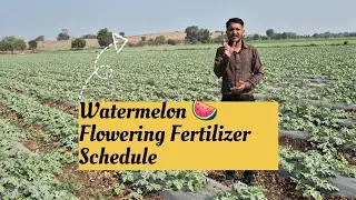 Watermelon Fruit Setting 🍉 (तरबूज फ्रूट सेटिंग शेड्यूल)&ldquo;