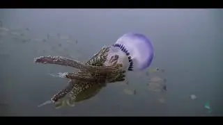 JELLYFISH EATING