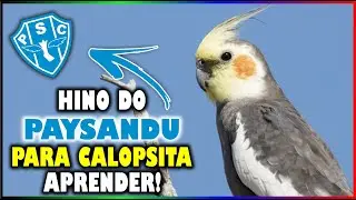 ASSOBIO CALOPSITA - HINO DO PAYSANDU! (PARA ENSINAR CALOPSITA)