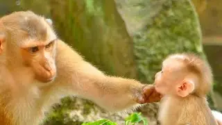 Very Lovely Action Leo Baby With Monkey Choice Her Try To Take Care For Love From Leo Baby.