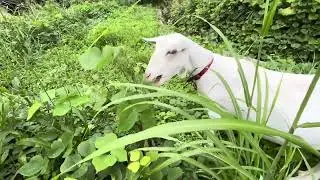 山羊のメイちゃん67   反抗のメイ